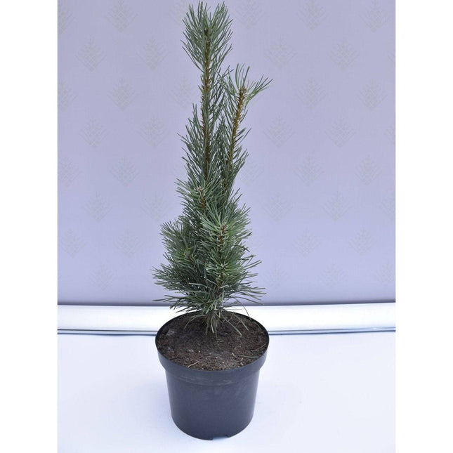 Köp Pinus sylvestris Fastigiata - Tall - krukodlad Co5 Debski
