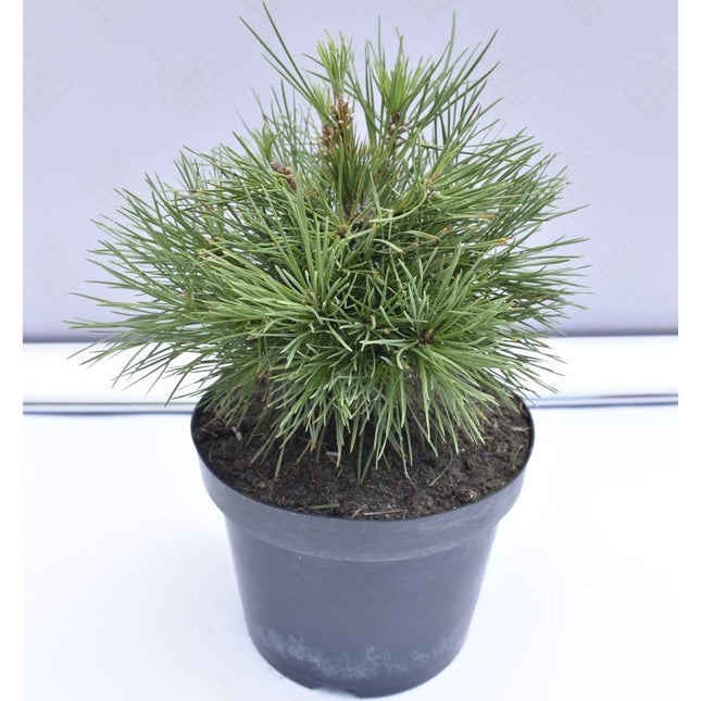 Köp Pinus sylvestris Globosa Viridis - Tall - krukodlad Co5 Debski