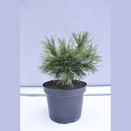 Köp Pinus sylvestris Moseri - Tall - krukodlad Co5 Debski