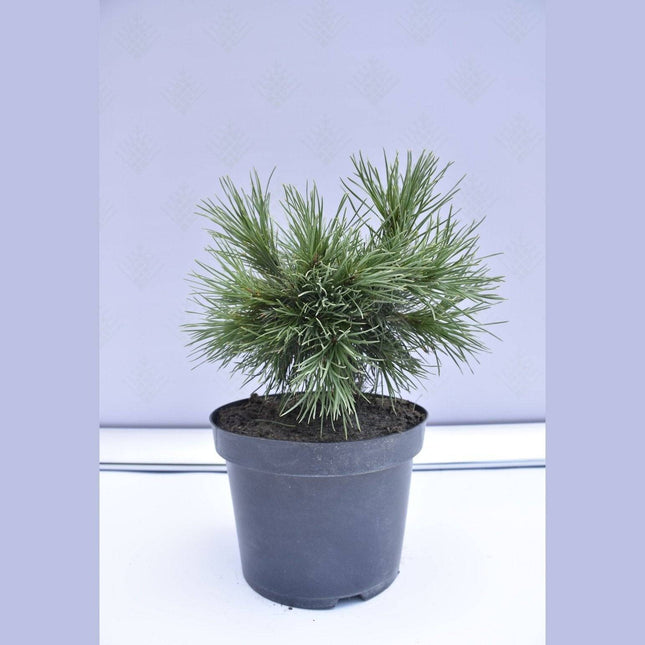 Köp Pinus sylvestris Moseri - Tall - krukodlad Co5 Debski