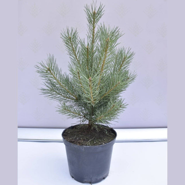 Köp Pinus sylvestris Watereri - Tall - krukodlad Co5 Debski