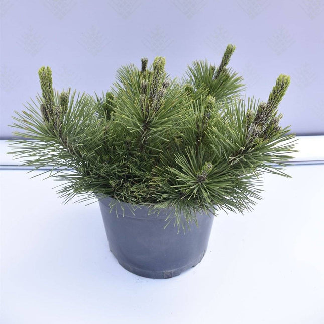 Köp Pinus thunbergii Thunderhead - Japansk svarttall - krukodlad Co10 Debski Tall