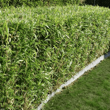 Köp Planterad & Klar Bambu Fargesia Jumbo 10L ca 100/140 cm Svedberga Vadstena Planterad & Klar