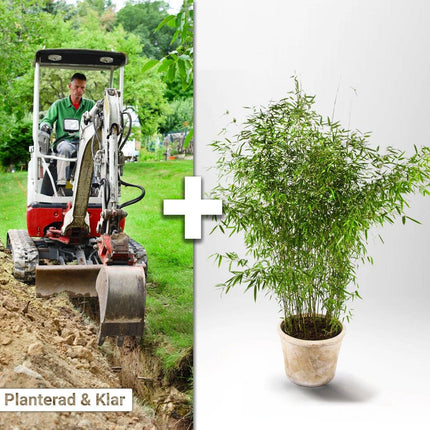 Köp Planterad & Klar Bambu Fargesia Jumbo 10L ca 100/140 cm Svedberga Vadstena Planterad & Klar