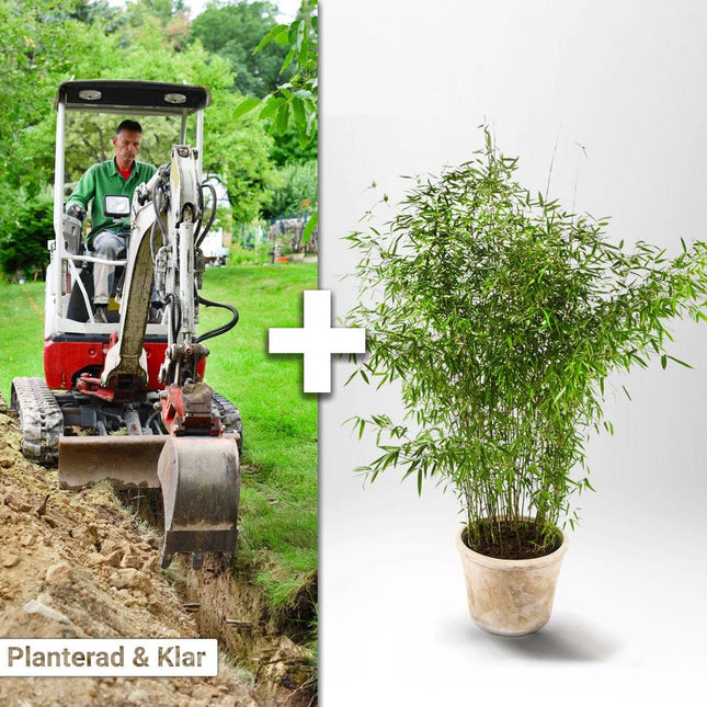 Köp Planterad & Klar Bambu Fargesia Jumbo 10L ca 100/140 cm Svedberga Vadstena Planterad & Klar