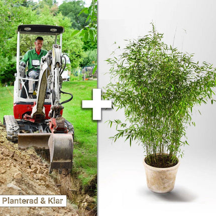 Köp Planterad & Klar Bambu Fargesia Jumbo 15L ca 130-160 cm Svedberga Vadstena Planterad & Klar