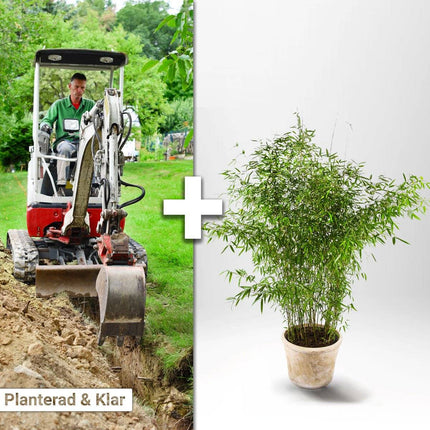 Köp Planterad & Klar Bambu Fargesia Jumbo 5L ca 50/70 cm Svedberga Vadstena Planterad & Klar