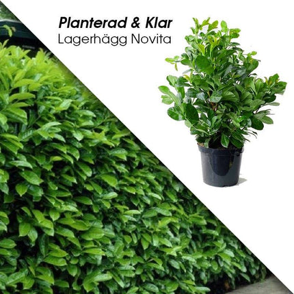 Köp Planterad & Klar Lagerhägg Novita 80-100cm Svedberga Vadstena Planterad & Klar