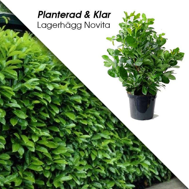 Köp Planterad & Klar Lagerhägg Novita 80-100cm Svedberga Vadstena Planterad & Klar