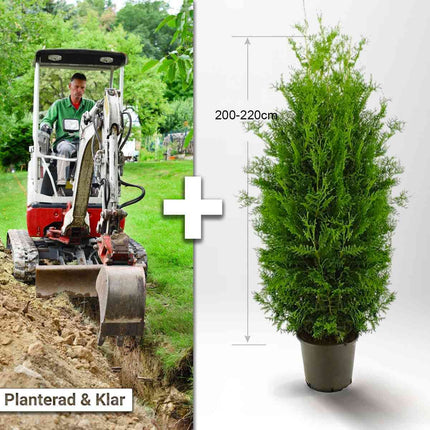 Köp Planterad & Klar Thuja Brabant 200-220cm Svedberga Vadstena Planterad & Klar