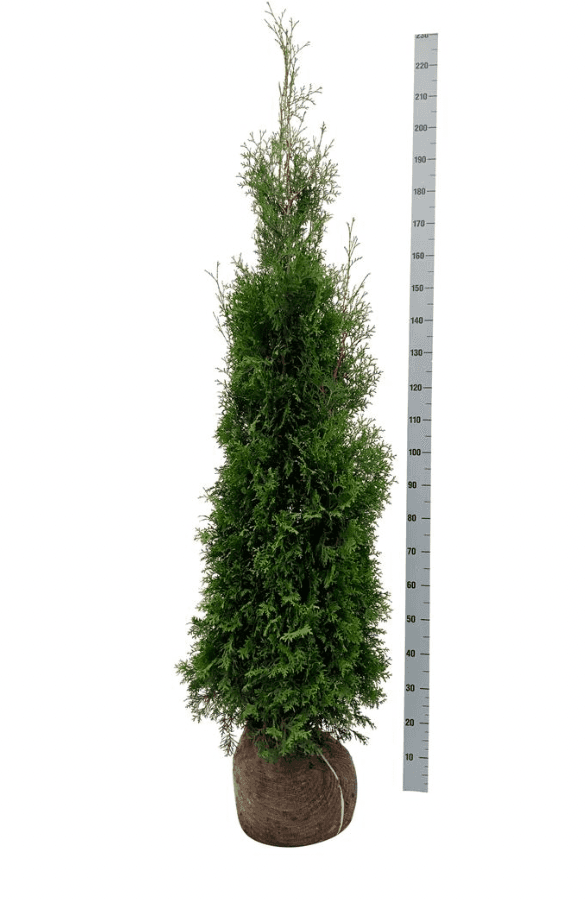 Köp Thuja Occ King of Brabant 125-150 cm, RB » LQ Remco Thuja Brabant