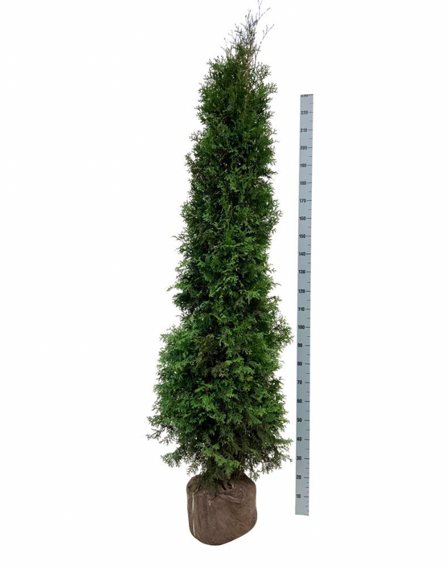Köp Thuja Occ King of Brabant 200-225 cm, RB » LQ Remco Thuja Brabant