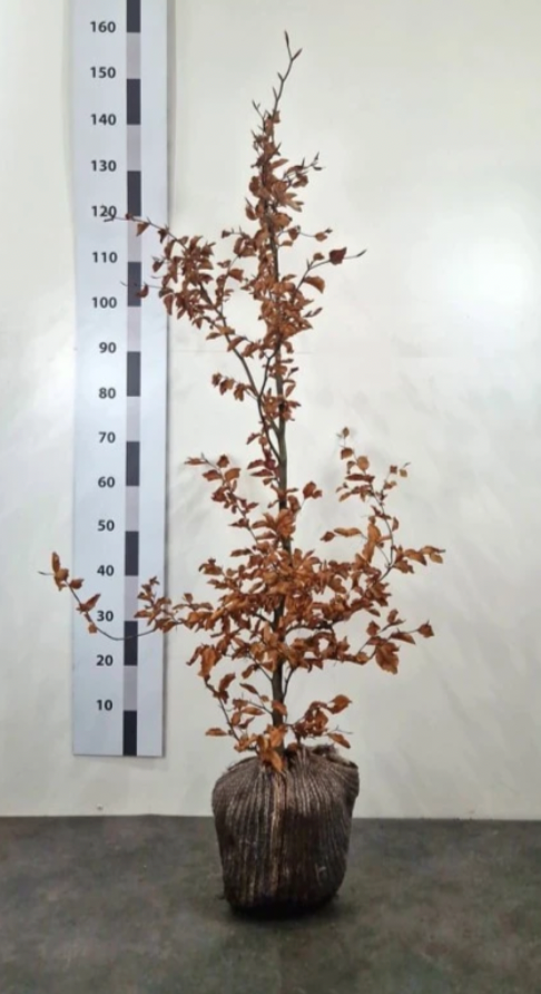 Köp Bok, frilandsodlad 150-175 cm - RB - Kvalitet LQ Remco Bok
