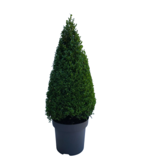 Köp 10 pack - Buxbom , pyramid 35-40 cm - Co 3 - Fraktfritt Remco