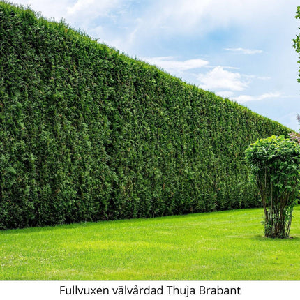Köp Thuja Brabant 100-120 cm, RB » S Nunen Thuja Brabant