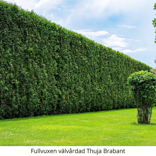 Köp Thuja Brabant 100-120 cm, RB » S Nunen Thuja Brabant