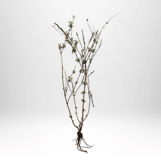 Köp Syrenbuddleja White profusion- Barrot - 25 pack Remco Buddleja