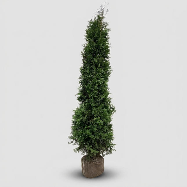 Thuja Occ King of Brabant 175-200 cm, RB » LQ