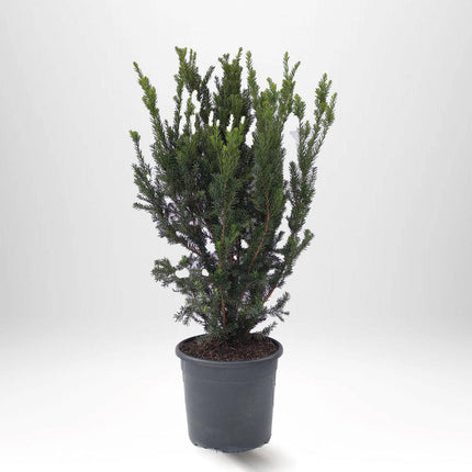 Köp Taxus Hilli 100+ cm, Krukodlad 10-20 L - Debski