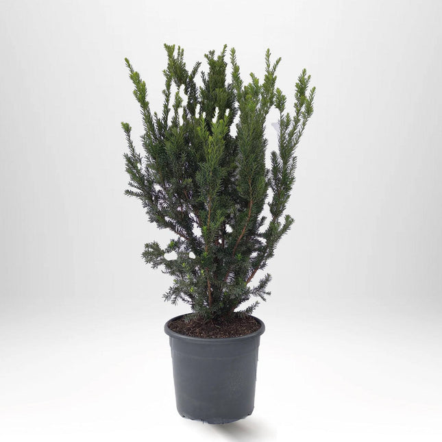 Köp Taxus Hilli 100+ cm, Krukodlad 10-20 L - Debski
