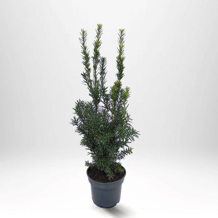 Köp Taxus Hilli 30+ cm, Krukodlad 2 L - Debski