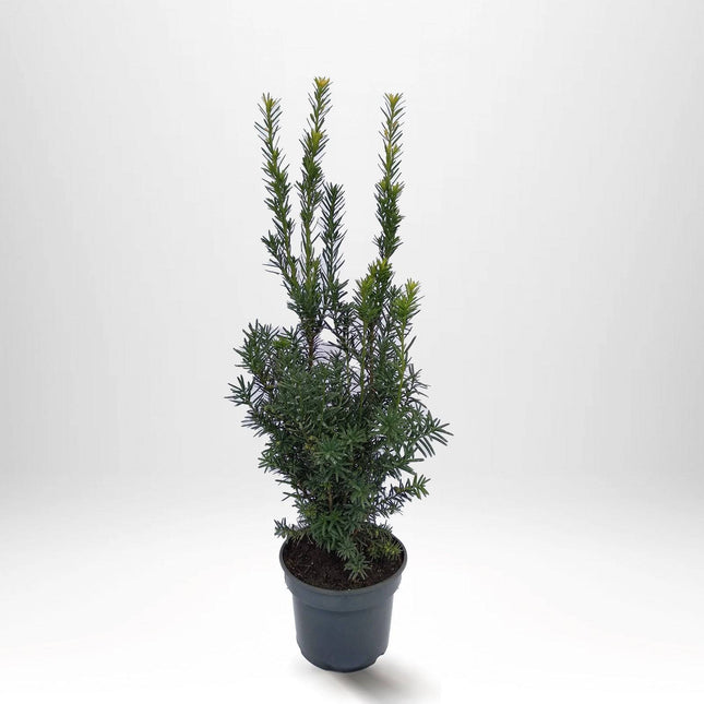 Köp Taxus Hilli 30+ cm, Krukodlad 2 L - Debski