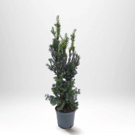 Köp Taxus Hilli 50+ cm, Krukodlad 2L - Debski
