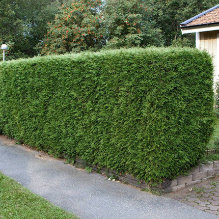 Köp Taxus Hilli 60-80, rotklump - LQ Remco