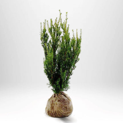Köp Taxus Hilli 60-80, rotklump - LQ Remco