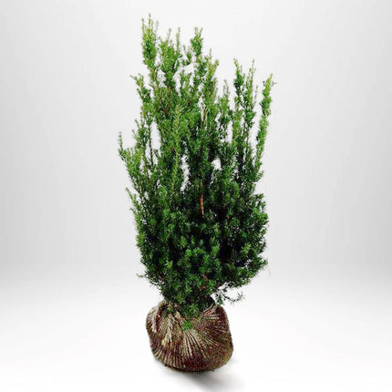 Köp Taxus Hilli 80-100, rotklump - LQ Remco