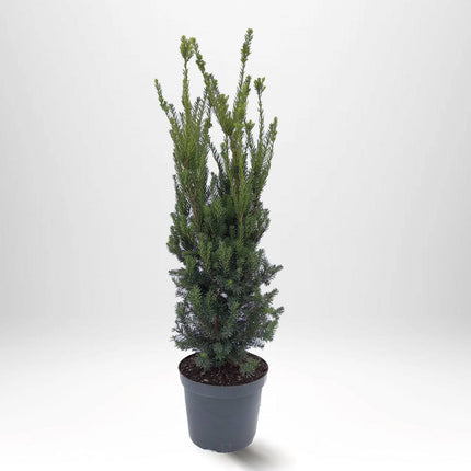 Köp Taxus Hilli 80+ cm, Krukodlad 10L - Debski