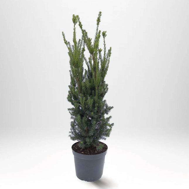 Köp Taxus Hilli 80+ cm, Krukodlad 10L - Debski
