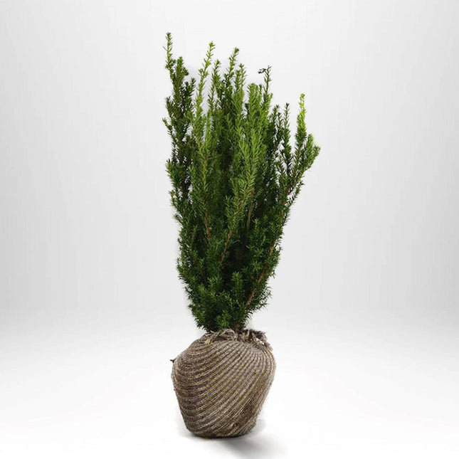 Köp Taxus media 'Rising Star' 60-80, rotklump - LQ Remco