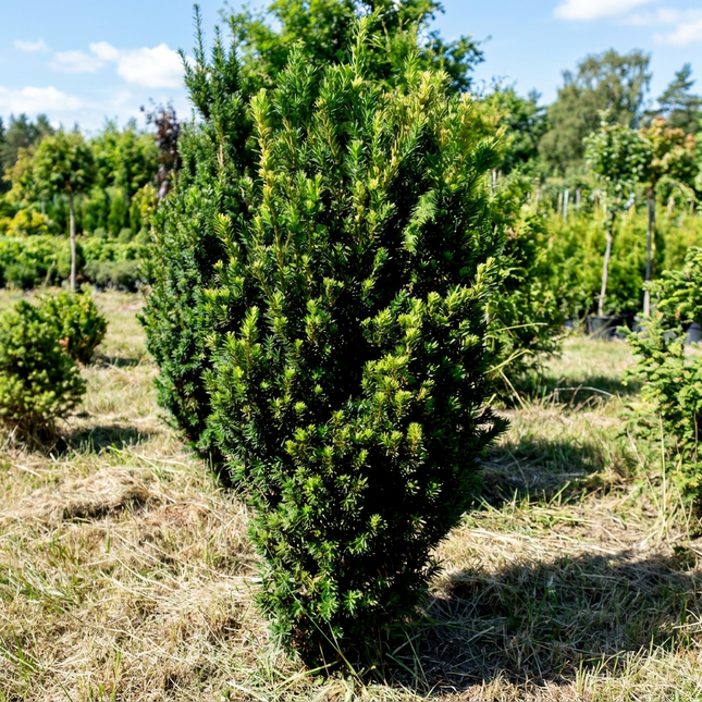 Köp Taxus Hilli 80-100 cm 1:a klass - Svenskodlad Svedberga Plantskola AB Häckväxter