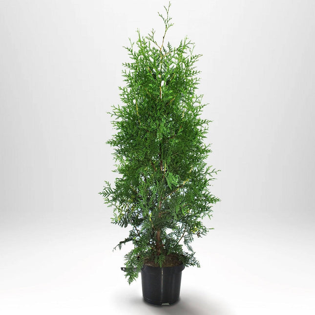 Köp Thuja Brabant 100-120 cm, Co 5 » A Remco Thuja Brabant