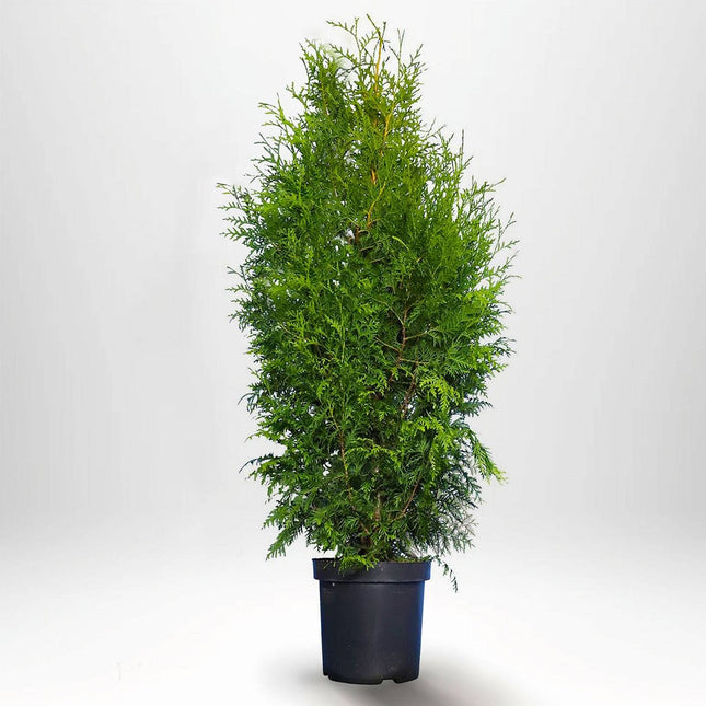 Köp Thuja Brabant 100-120 cm, Co 5 » LQ Remco Thuja Brabant