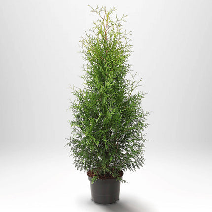 Köp Thuja Brabant 100-120 cm, Co 5 » S Debski Thuja Brabant