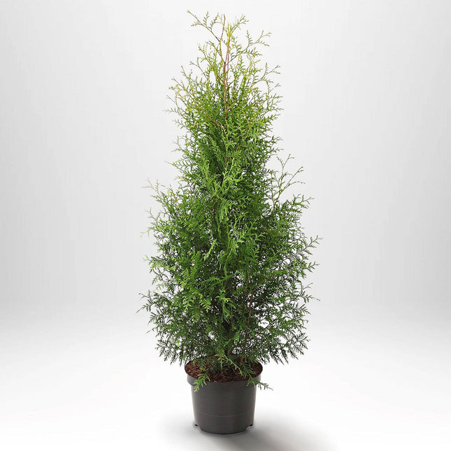 Köp Thuja Brabant 100-120 cm, Co 5 » S Debski Thuja Brabant