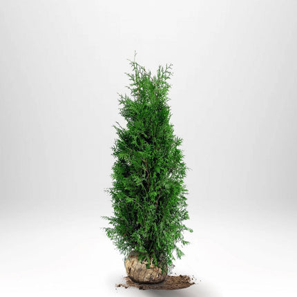 Köp Thuja Brabant 100-120 cm, RB » A Remco Thuja Brabant