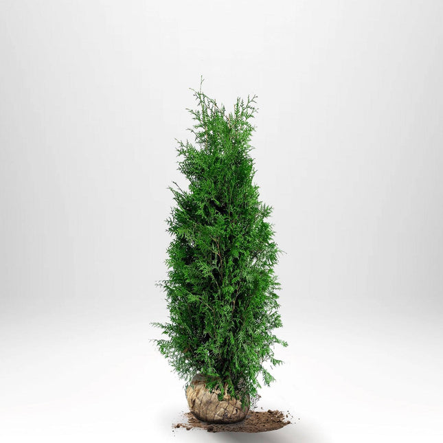 Köp Thuja Brabant 100-120 cm, RB » A Remco Thuja Brabant