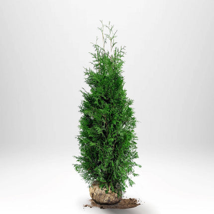 Köp Thuja Brabant 100-120 cm, RB » LQ Remco Thuja Brabant