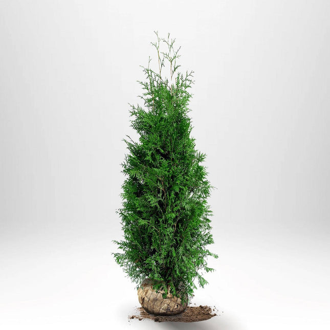 Köp Thuja Brabant 100-120 cm, RB » LQ Remco Thuja Brabant