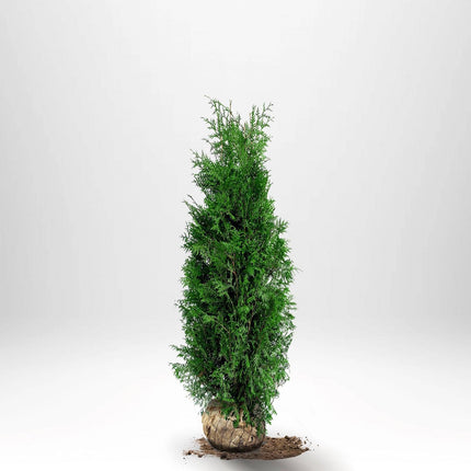 Köp Thuja Brabant 100-120 cm, RB » S Nunen Thuja Brabant