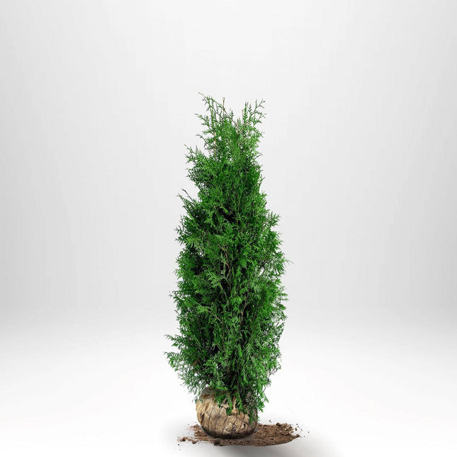 Köp Thuja Brabant 100-120 cm, RB » S Nunen Thuja Brabant