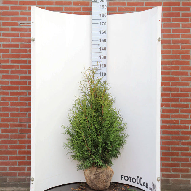 Köp Thuja Brabant 100-120 cm, RB » Outlet 300 st - St ink frakt Nunen Thuja Brabant