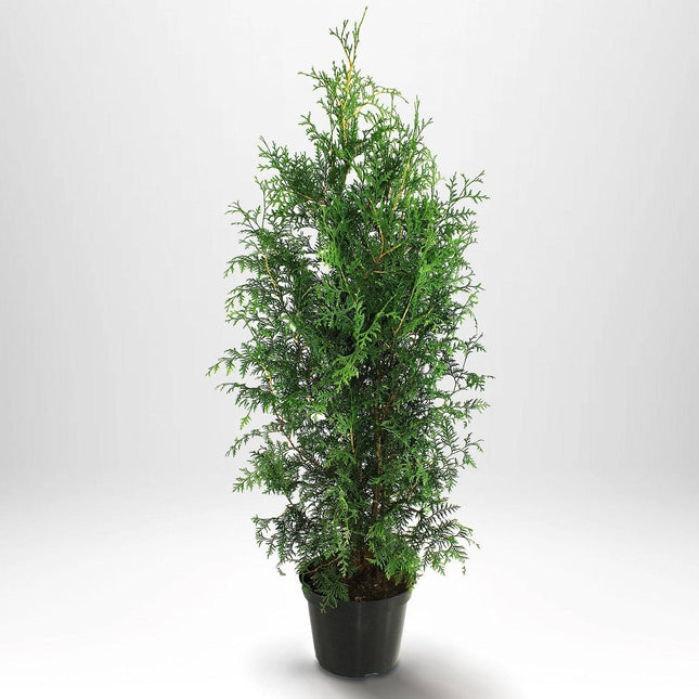 Köp Thuja Brabant 120-140 cm, Co 10 » A Remco Thuja Brabant
