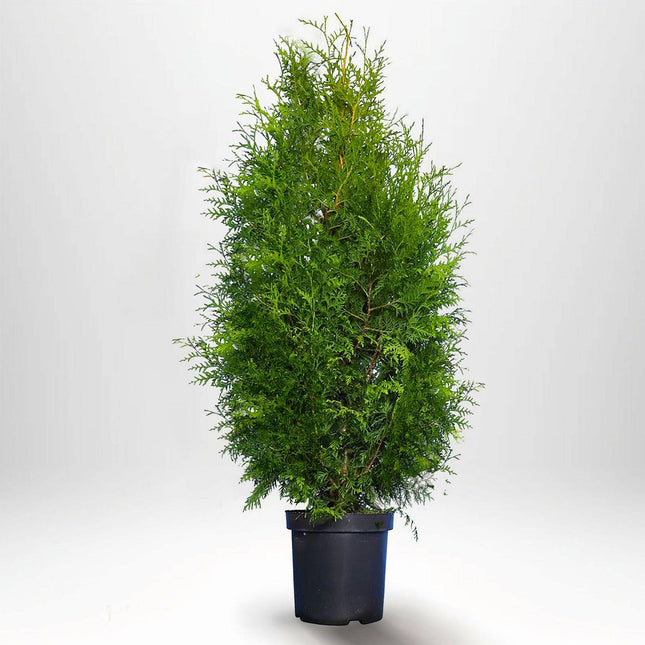 Köp Thuja Brabant 120-140 cm, Co 12 » LQ Remco Thuja Brabant
