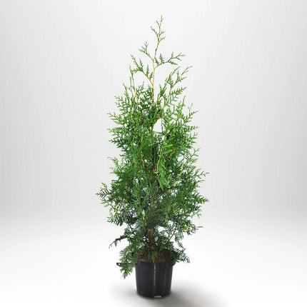 Köp Thuja Brabant 120-140 cm, Co 5 » S Debski Thuja Brabant