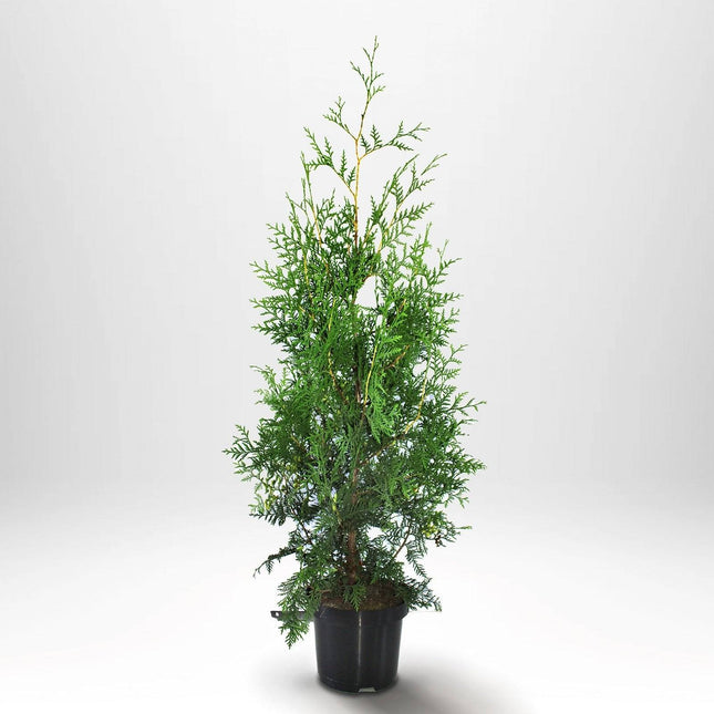 Köp Thuja Brabant 120-140 cm, Co 5 » S Debski Thuja Brabant