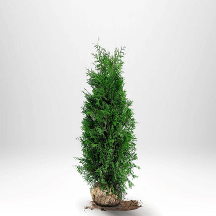 Köp Thuja Brabant 120-140 cm, RB » A Remco Thuja Brabant